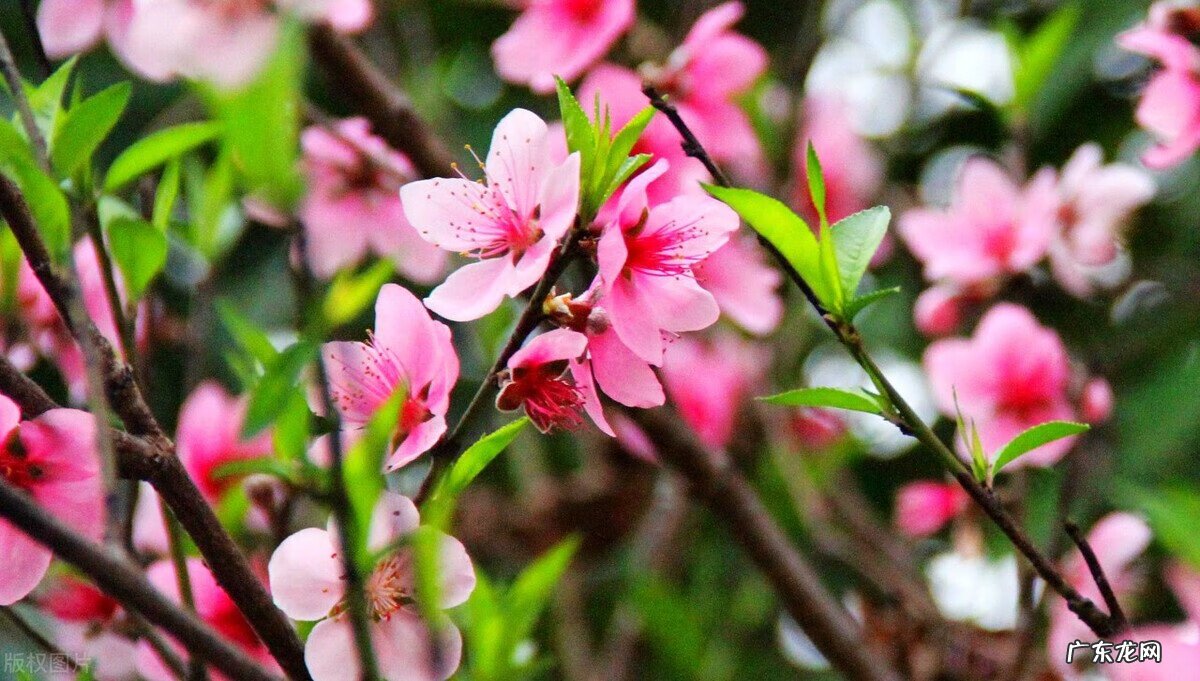 门口有桃花树对风水好吗 房子右边有桃树风水怎么样