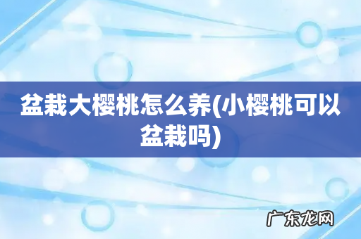 小樱桃可以盆栽吗 盆栽大樱桃怎么养