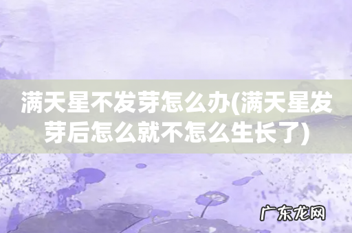 满天星发芽后怎么就不怎么生长了 满天星不发芽怎么办
