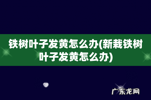 新栽铁树叶子发黄怎么办 铁树叶子发黄怎么办