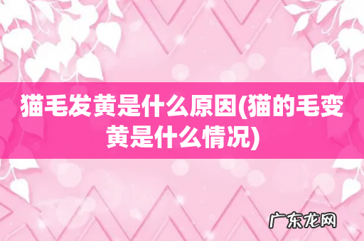 猫的毛变黄是什么情况 猫毛发黄是什么原因