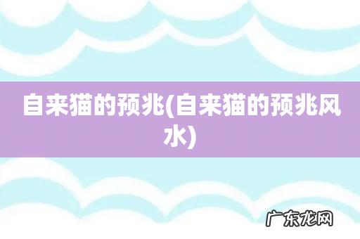 自来猫的预兆风水 自来猫的预兆