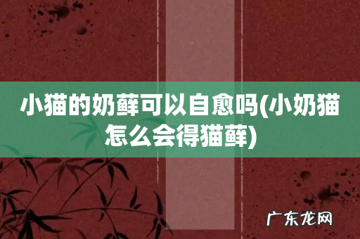 小奶猫怎么会得猫藓 小猫的奶藓可以自愈吗