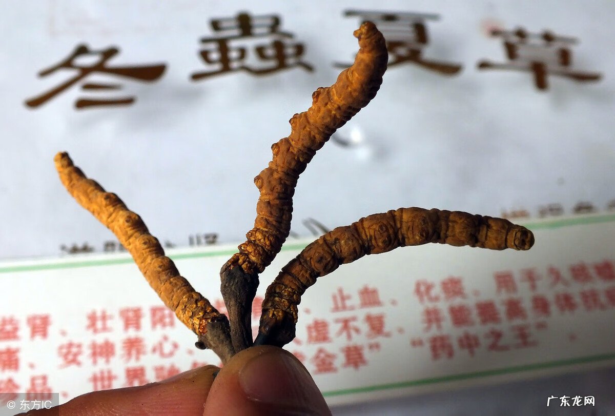 冬虫夏草酒 冬虫夏草酒功效配方