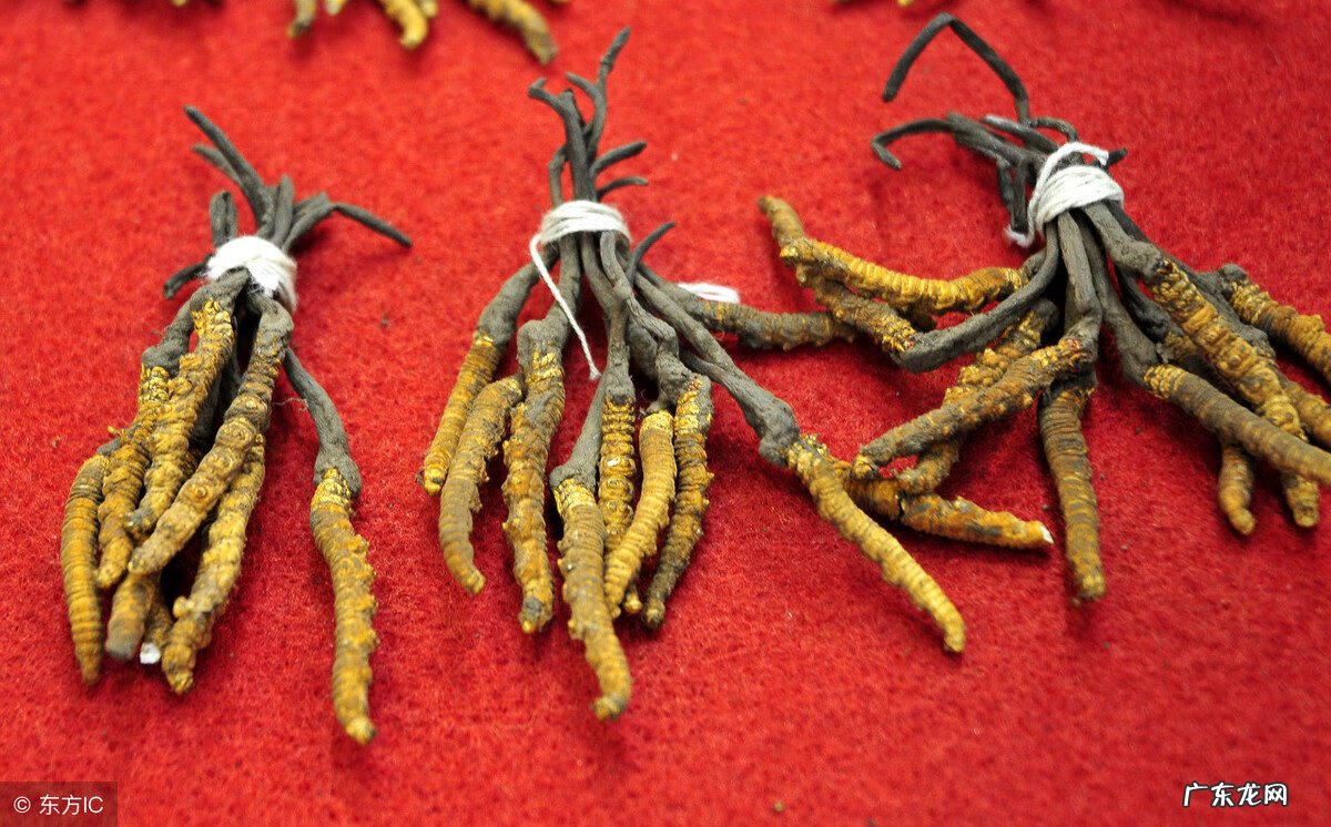 冬虫夏草酒 冬虫夏草酒功效配方