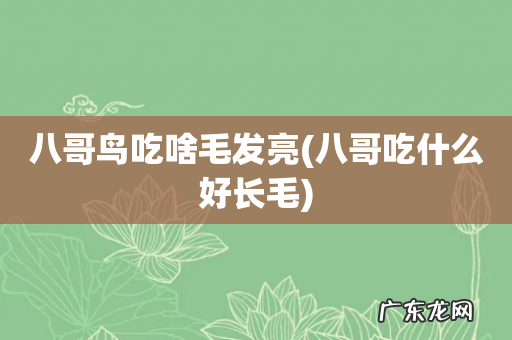 八哥吃什么好长毛 八哥鸟吃啥毛发亮