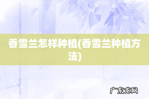 香雪兰种植方法 香雪兰怎样种植