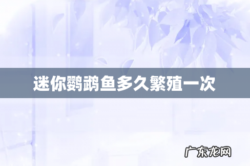 迷你鹦鹉鱼多久繁殖一次