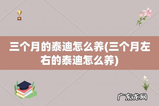 三个月左右的泰迪怎么养 三个月的泰迪怎么养