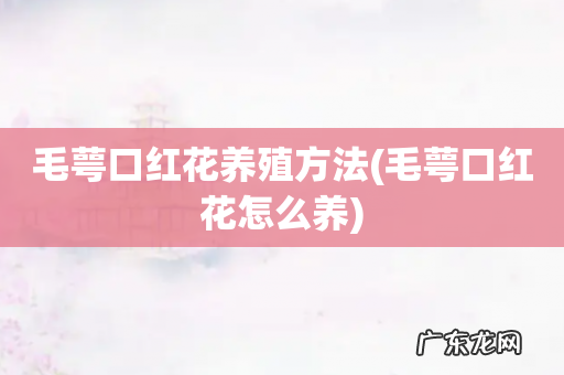 毛萼口红花怎么养 毛萼口红花养殖方法