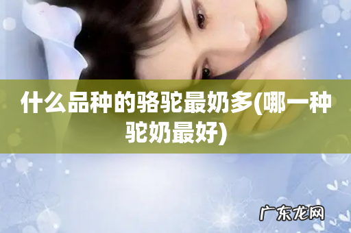 哪一种驼奶最好 什么品种的骆驼最奶多