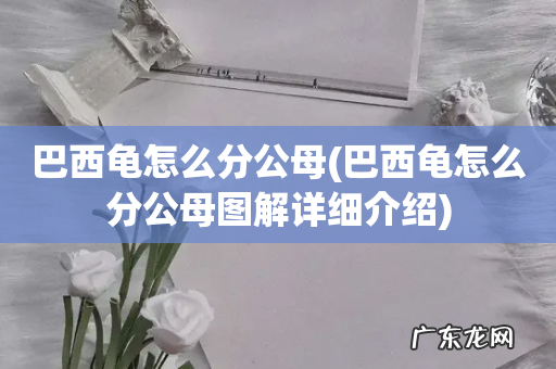 巴西龟怎么分公母图解详细介绍 巴西龟怎么分公母