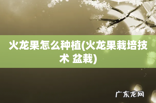 火龙果栽培技术 盆栽 火龙果怎么种植