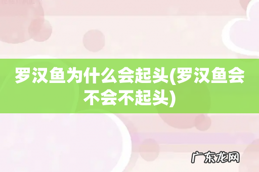 罗汉鱼会不会不起头 罗汉鱼为什么会起头