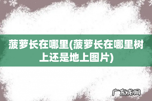 菠萝长在哪里树上还是地上图片 菠萝长在哪里