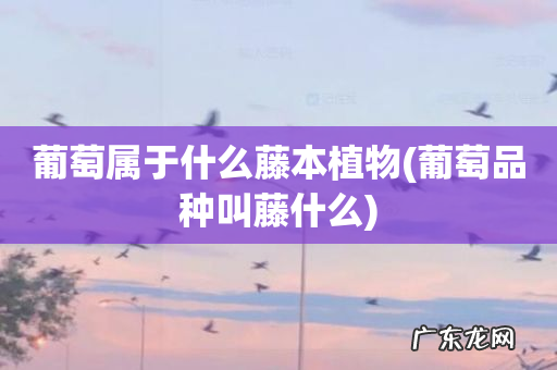 葡萄品种叫藤什么 葡萄属于什么藤本植物