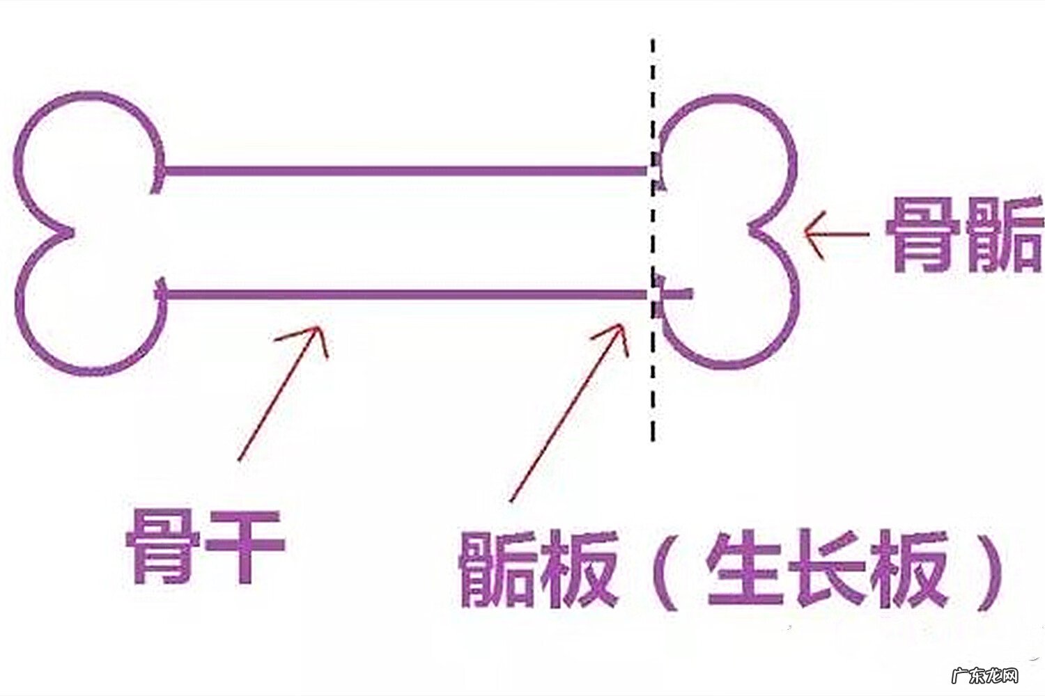 男生什么时候停止长高 男生停止长高的迹象?