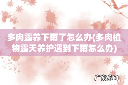 多肉植物露天养护遇到下雨怎么办 多肉露养下雨了怎么办