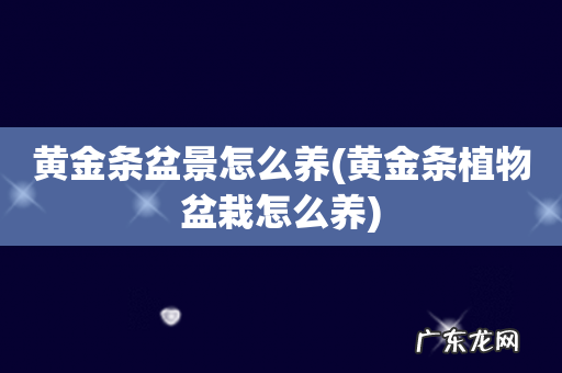 黄金条植物盆栽怎么养 黄金条盆景怎么养