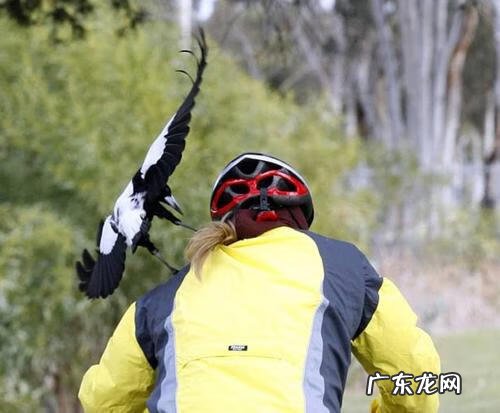 鹊山鸡 喜鹊和鸡是同类吗