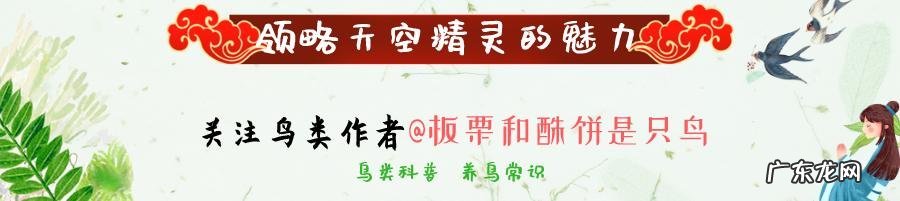 鹊山鸡 喜鹊和鸡是同类吗