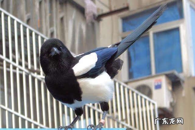 鹊山鸡 喜鹊和鸡是同类吗