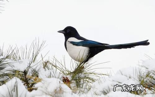鹊山鸡 喜鹊和鸡是同类吗