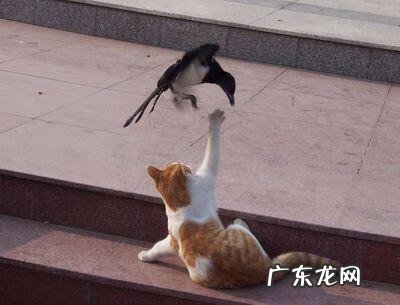 鹊山鸡 喜鹊和鸡是同类吗