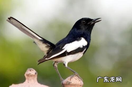 鹊山鸡 喜鹊和鸡是同类吗