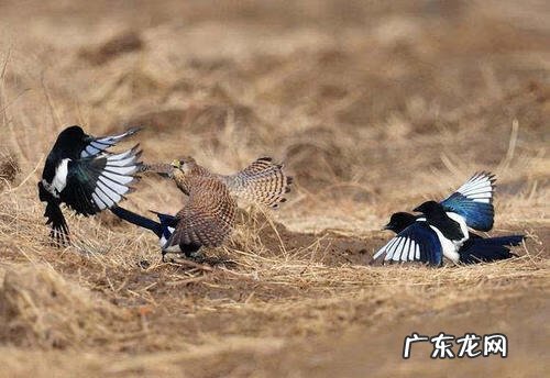 鹊山鸡 喜鹊和鸡是同类吗