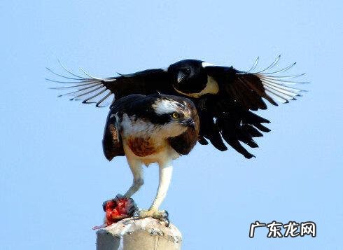 鹊山鸡 喜鹊和鸡是同类吗