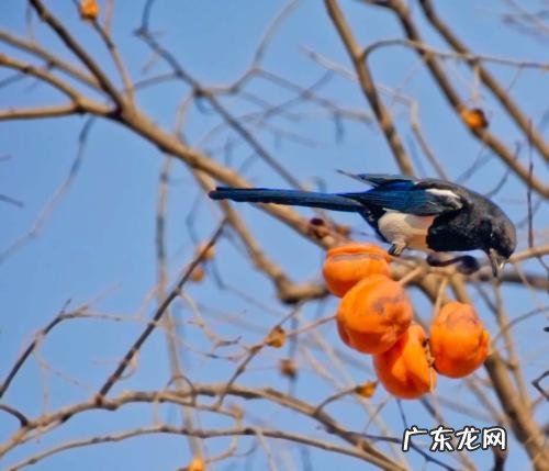 鹊山鸡 喜鹊和鸡是同类吗