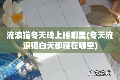 冬天流浪猫白天都藏在哪里 流浪猫冬天晚上睡哪里