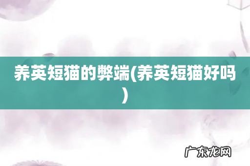 养英短猫好吗 养英短猫的弊端