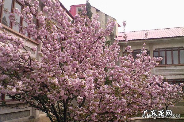 无花果的寓意与风水 无花果对风水的影响