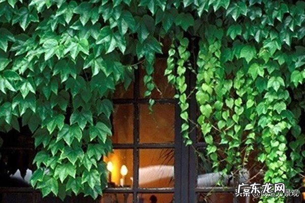 无花果的寓意与风水 无花果对风水的影响