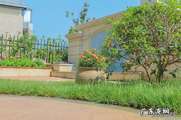 无花果的寓意与风水 无花果对风水的影响