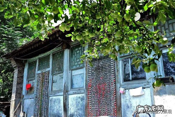 无花果的寓意与风水 无花果对风水的影响