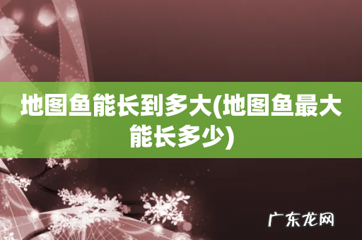 地图鱼最大能长多少 地图鱼能长到多大