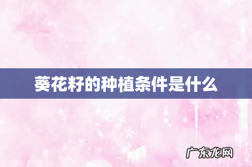 葵花籽的种植条件是什么