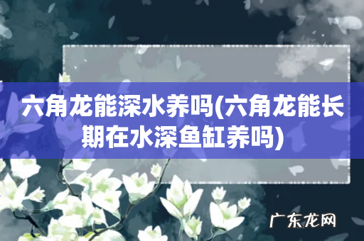 六角龙能长期在水深鱼缸养吗 六角龙能深水养吗