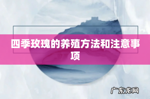 四季玫瑰的养殖方法和注意事项