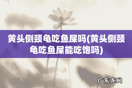 黄头侧颈龟吃鱼屎能吃饱吗 黄头侧颈龟吃鱼屎吗