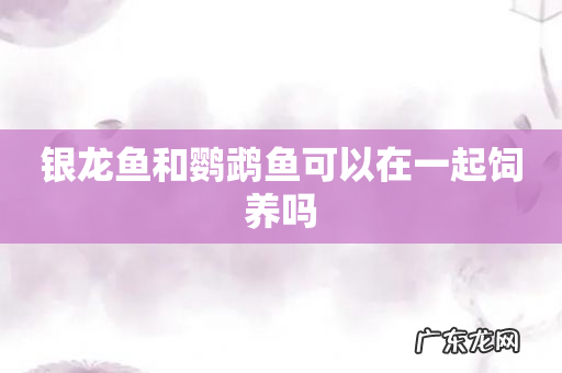 银龙鱼和鹦鹉鱼可以在一起饲养吗
