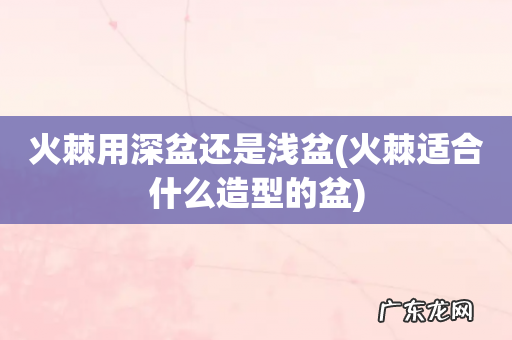 火棘适合什么造型的盆 火棘用深盆还是浅盆