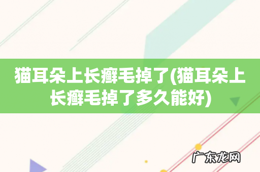 猫耳朵上长癣毛掉了多久能好 猫耳朵上长癣毛掉了