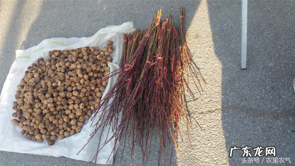 楼顶种树讲究的风水 楼顶望田野风水