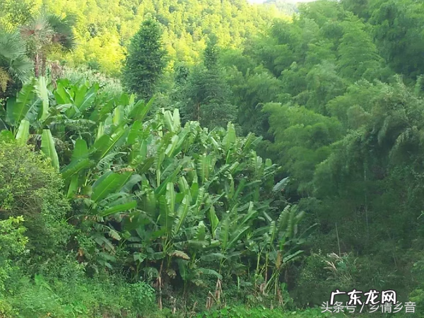 风水为什么叫后山才好呢 风水是看前山后山来龙怎么看