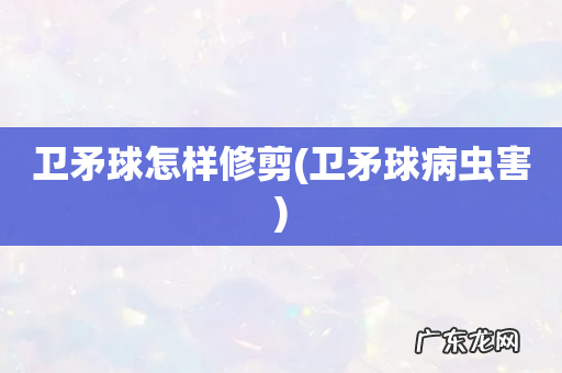 卫矛球病虫害 卫矛球怎样修剪