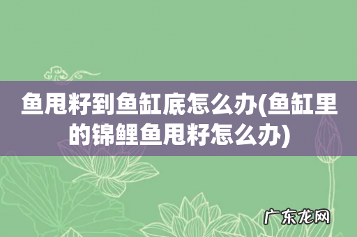 鱼缸里的锦鲤鱼甩籽怎么办 鱼甩籽到鱼缸底怎么办